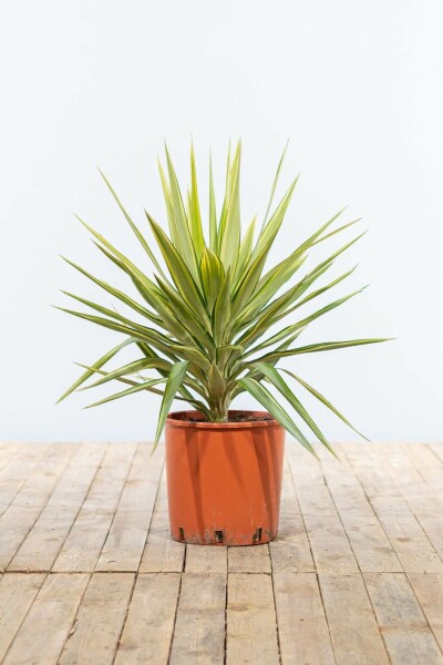 Palmlilien / Yucca Elephantipes Jewel Strauch 80-100 cm