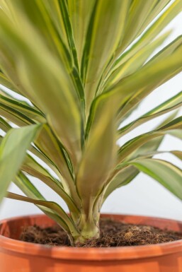 Palmlilien / Yucca Elephantipes Jewel Strauch 80-100 cm