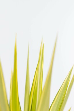Palmlilien / Yucca Elephantipes Jewel Strauch 80-100 cm