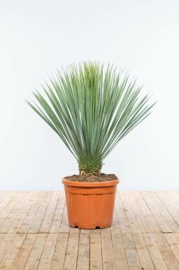 Palmlilien Yucca Rostrata Auf Stamm 30-40 125-150 Topf