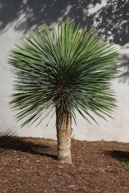 Palmlilien Yucca Rostrata Auf Stamm 50-60 125-150 Topf