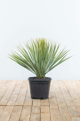 Palmlilien Yucca Rostrata Strauch 40-60 Topf