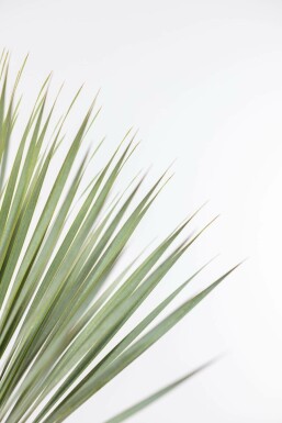 Palmlilien Yucca Rostrata Strauch 40-60 Topf