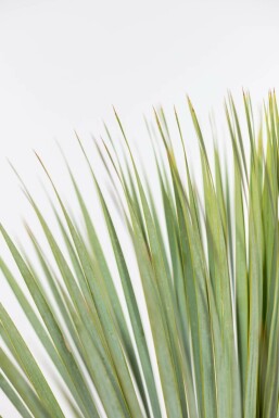 Palmlilien Yucca Rostrata Strauch 60-80 Topf