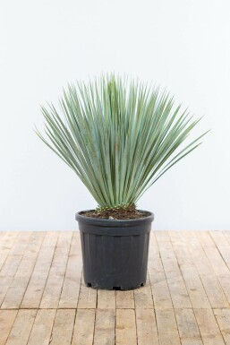 Palmlilien Yucca Rostrata Strauch 80-100 Topf