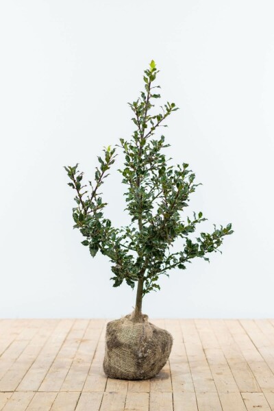 Stechpalme / Ilex Aquifolium 60-80 cm