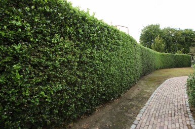 Stechpalme / Ilex Aquifolium 60-80 cm