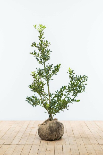 Stechpalme / Ilex Aquifolium 100-125 cm