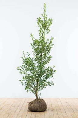 Stechpalme / Ilex Aquifolium