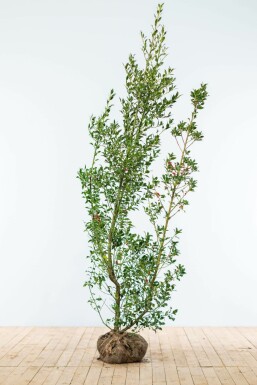 Stechpalme / Ilex Aquifolium