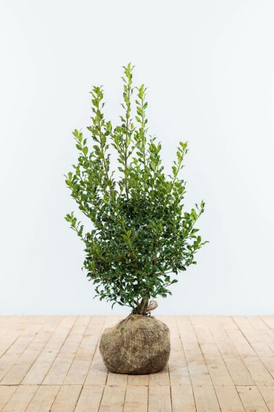 Stechpalme / Ilex Aquifolium Alaska 80-100 cm
