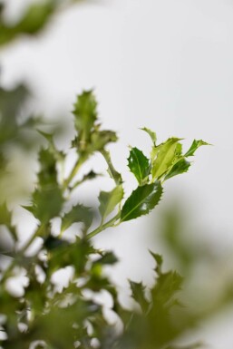 Stechpalme / Ilex Aquifolium Alaska 80-100 cm