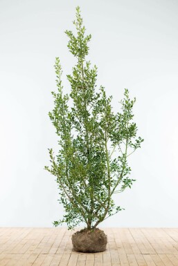 Stechpalme / Ilex Aquifolium Alaska
