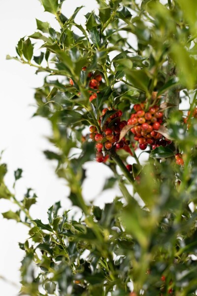 Stechpalme Ilex Aquifolium Alaska Hecke 175-200 Ballen Stechpalme / Ilex Aquifolium Alaska 175-200 cm