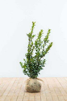 Stechpalme Ilex meserveae Blue Maid Hecke 60-80 Ballen Stechpalme / Ilex Meserveae Blue Maid 60-80 cm