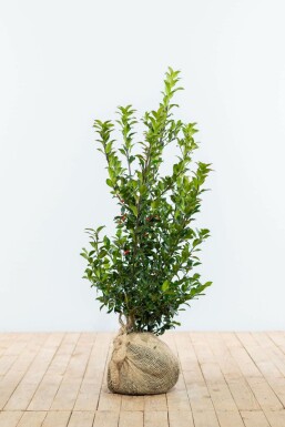 Stechpalme Ilex meserveae Blue Maid Hecke 80-100 Ballen Stechpalme / Ilex Meserveae Blue Maid 80-100 cm