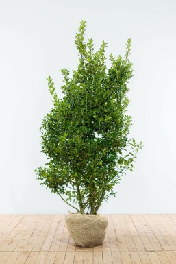 Stechpalme Ilex meserveae Blue Maid Hecke 150-175 Ballen Stechpalme / Ilex Meserveae Blue Maid 150-175 cm