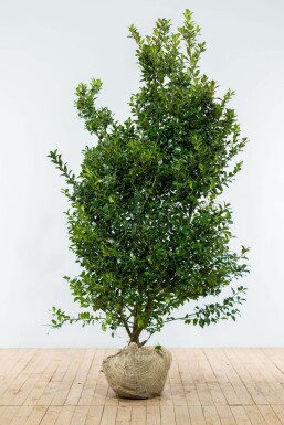Stechpalme Ilex meserveae Blue Maid Hecke 175-200 Ballen Stechpalme / Ilex Meserveae Blue Maid 175-200 cm