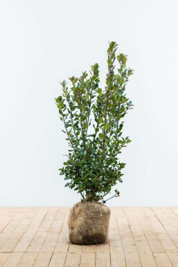 Stechpalme Ilex meserveae Blue Prince Hecke 60-80 Ballen Stechpalme / Ilex Meserveae Blue Prince 60-80 cm