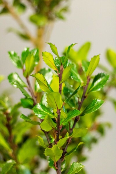 Stechpalme Ilex meserveae Blue Prince Hecke 60-80 Ballen Stechpalme / Ilex Meserveae Blue Prince 60-80 cm