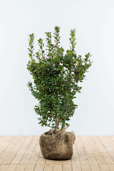 Stechpalme / Ilex Meserveae Blue Prince 80-100 cm