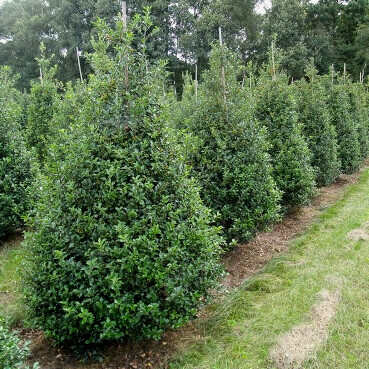 Stechpalme / Ilex Meserveae Blue Prince 80-100 cm