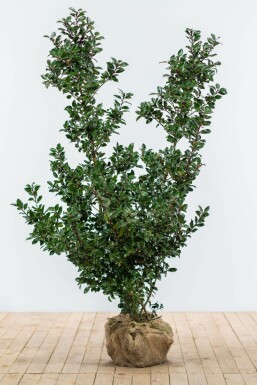 Stechpalme Ilex meserveae Blue Prince Hecke 125-150 Ballen Stechpalme / Ilex Meserveae Blue Prince 125-150 cm