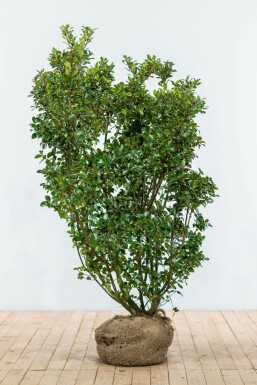 Stechpalme Ilex meserveae Blue Prince Hecke 150-175 Ballen Stechpalme / Ilex Meserveae Blue Prince 150-175 cm