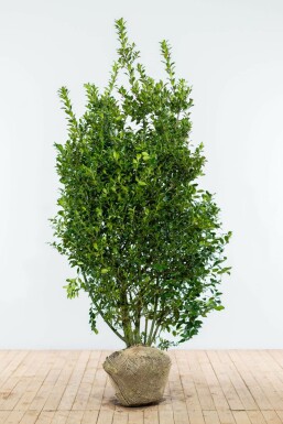 Stechpalme Ilex meserveae Blue Prince Hecke 175-200 Ballen Stechpalme / Ilex Meserveae Blue Prince 175-200 cm
