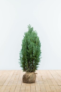 Blaue Scheinzypresse Chamaecyparis lawsoniana Columnaris Glauca Hecke 60-80 Ballen Blaue Scheinzypresse Chamaecyparis Lawsoniana Columnaris Glauca 60-80 cm