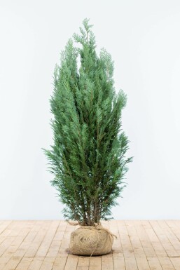Blaue Scheinzypresse Chamaecyparis lawsoniana Columnaris Glauca Hecke 140-160 Ballen Blaue Scheinzypresse Chamaecyparis Lawsoniana Columnaris Glauca 140-160 cm