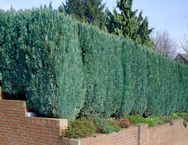 Blaue Scheinzypresse Chamaecyparis lawsoniana Columnaris Glauca Hecke 160-180 Ballen Blaue Scheinzypresse Chamaecyparis Lawsoniana Columnaris Glauca 160-180 cm