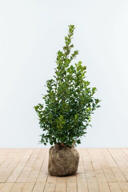 Stechpalme Ilex meserveae Heckenfee Hecke 80-100 Ballen Stechpalme / Ilex Meserveae Heckenfee 80-100 cm