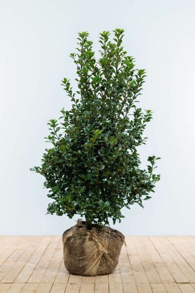 Stechpalme / Ilex Meserveae Heckenfee 100-125 cm