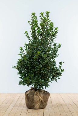 Stechpalme Ilex meserveae Heckenfee Hecke 100-125 Ballen Stechpalme / Ilex Meserveae Heckenfee 100-125 cm