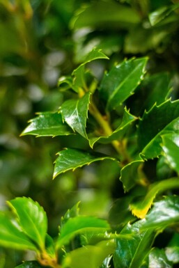 Stechpalme / Ilex Meserveae Heckenfee 100-125 cm