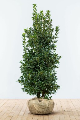 Stechpalme Ilex meserveae Heckenfee Hecke 125-150 Ballen Stechpalme / Ilex Meserveae Heckenfee 125-150 cm