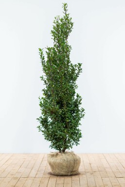 Stechpalme Ilex meserveae Heckenfee Hecke 150-175 Ballen Stechpalme / Ilex Meserveae Heckenfee 150-175 cm