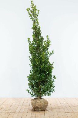 Stechpalme Ilex meserveae Heckenfee Hecke 175-200 Ballen