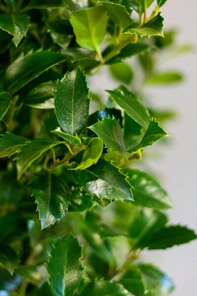 Stechpalme Ilex meserveae Heckenfee Hecke 175-200 Ballen Stechpalme / Ilex Meserveae Heckenfee 175-200 cm