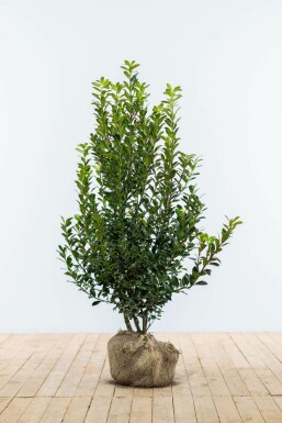 Stechpalme / Ilex Meserveae Heckenpracht