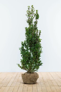 Stechpalme Ilex meserveae Heckenpracht Hecke 80-100 Ballen Stechpalme / Ilex Meserveae Heckenpracht 80-100 cm