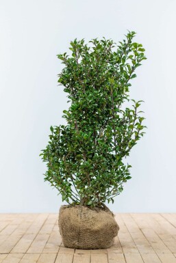 Stechpalme Ilex meserveae Heckenpracht Hecke 100-125 Ballen Stechpalme / Ilex Meserveae Heckenpracht 100-125 cm