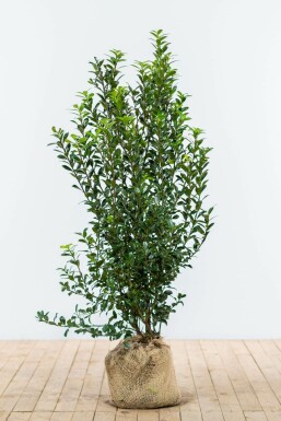 Stechpalme Ilex meserveae Heckenpracht Hecke 125-150 Ballen Stechpalme / Ilex Meserveae Heckenpracht 125-150 cm