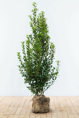 Stechpalme Ilex meserveae Heckenpracht Hecke 150-175 Ballen Stechpalme / Ilex Meserveae Heckenpracht 150-175 cm