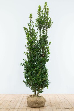 Stechpalme Ilex meserveae Heckenpracht Hecke 175-200 Ballen Stechpalme / Ilex Meserveae Heckenpracht 175-200 cm