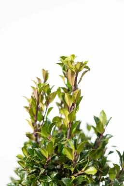 Stechpalme Ilex meserveae Heckenpracht Hecke 175-200 Ballen Stechpalme / Ilex Meserveae Heckenpracht 175-200 cm