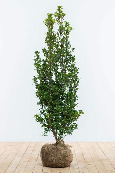 Stechpalme / Ilex Meserveae Heckenstar 100-125 cm