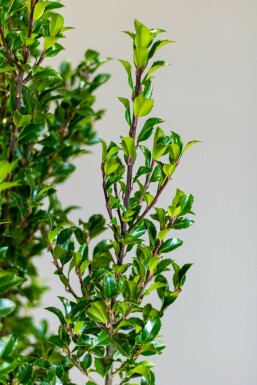 Stechpalme / Ilex Meserveae Heckenstar 100-125 cm