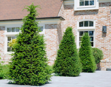 Eiben / Taxus Baccata 100x30x100cm